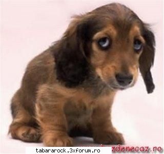 Poze cu Animale - ioananic11 - Galeria Foto