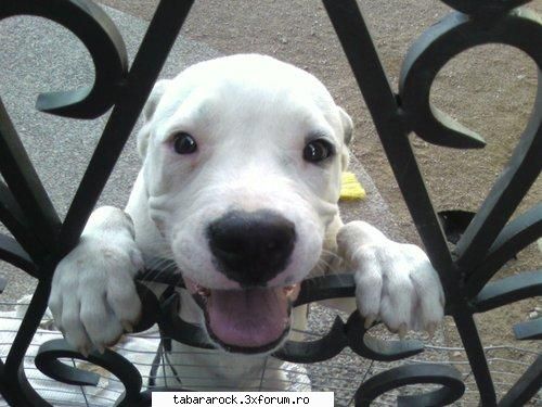 Poze cu Animale - ioananic11 - Galeria Foto